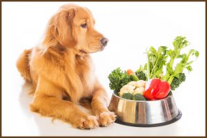 Pes a zelenina