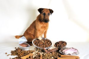 Pes a výběr krmiva