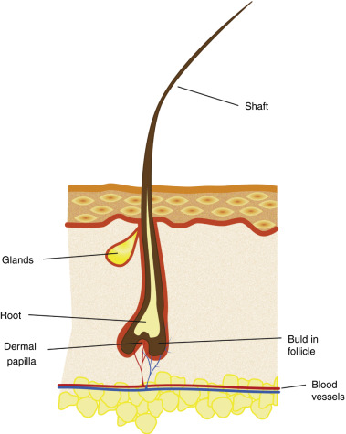 Struktura řasy